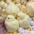 Chick Squishy